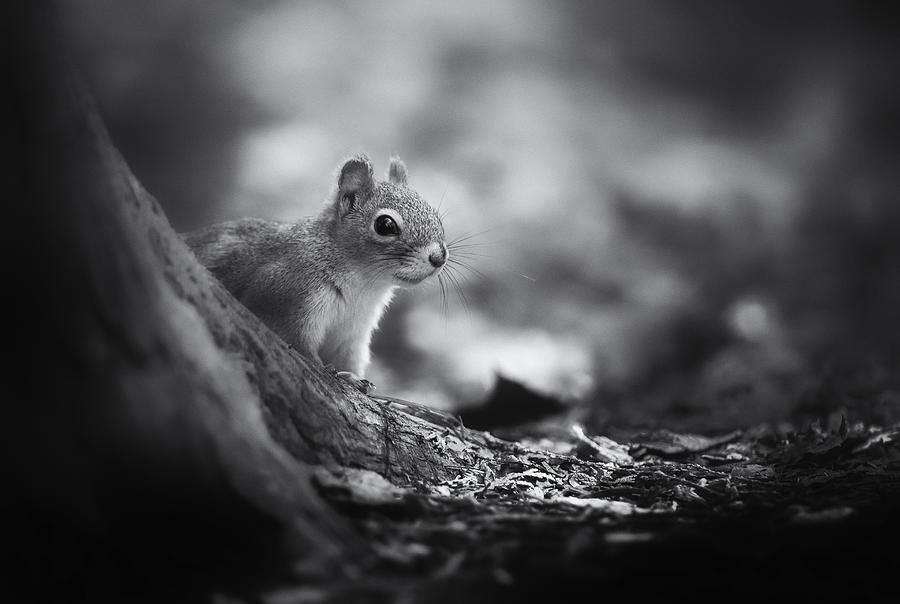 Wildlife Photograph - In The Woods by Christian Duguay