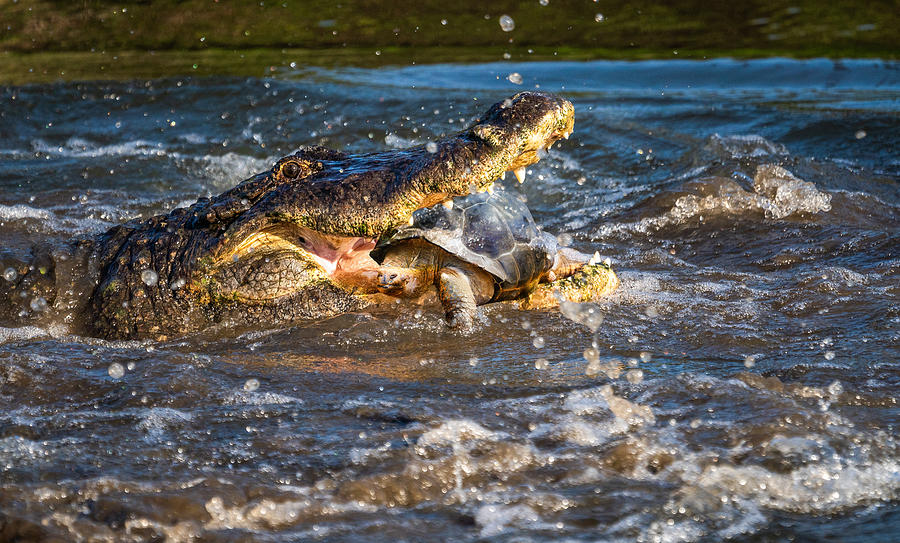 Turtle Photograph - In Trouble by Ed Esposito