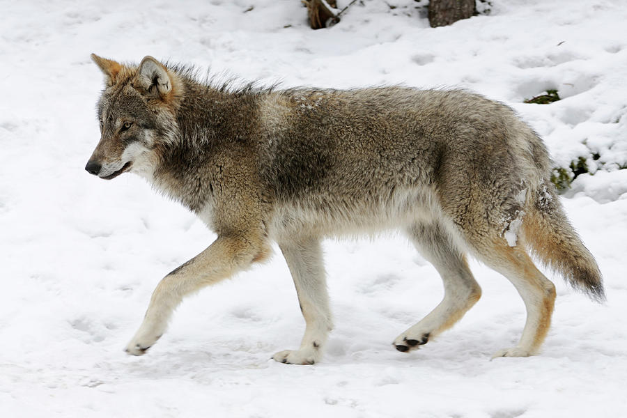 grey wolf in snow