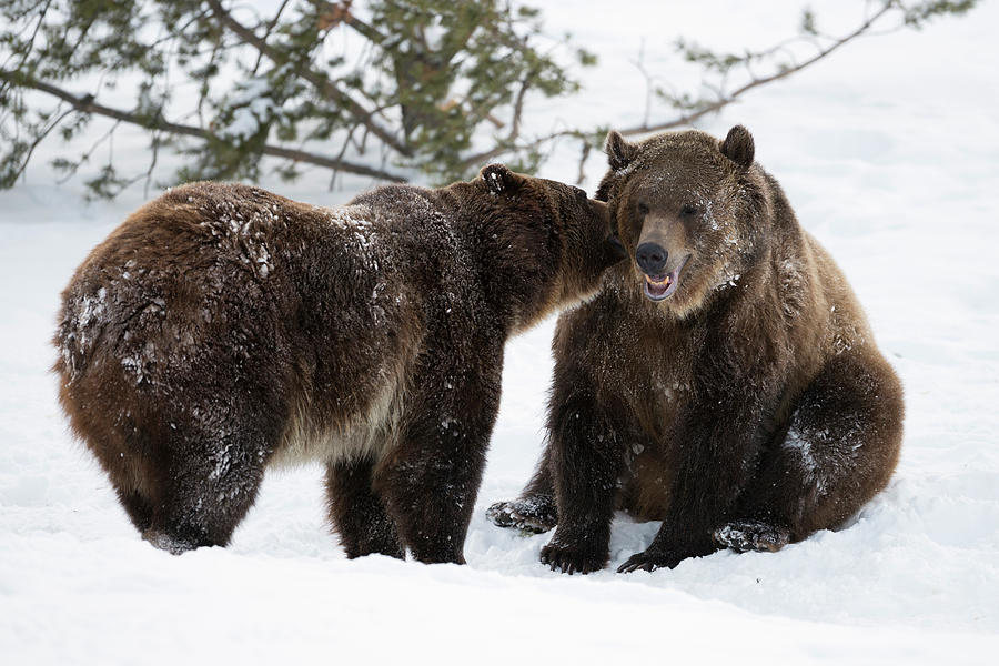 In winter... Grizzly Bears Photograph by Ralf Kistowski - Pixels