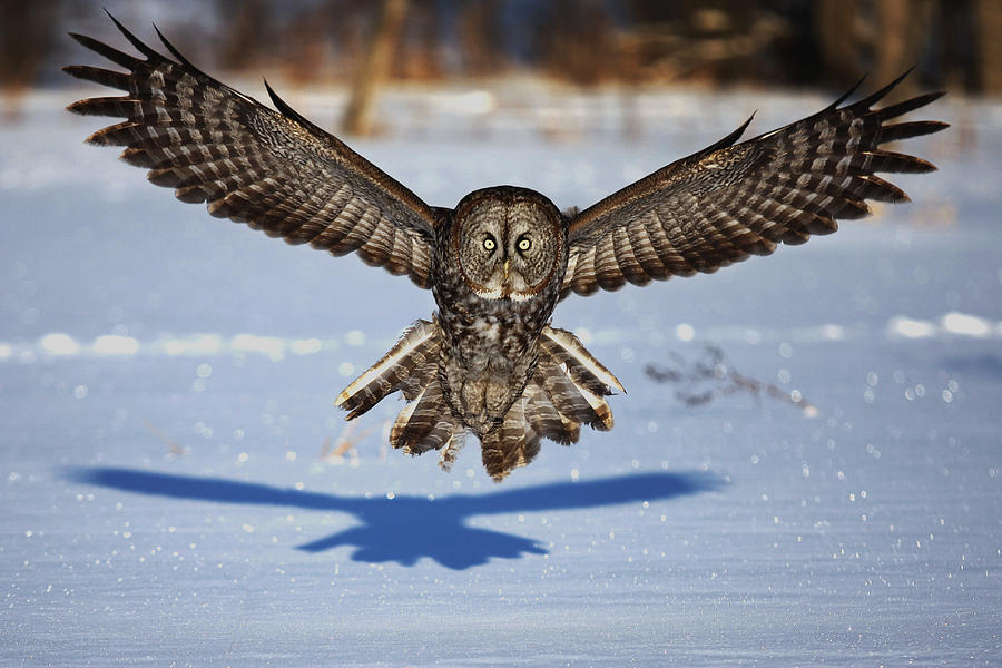 Owl Photograph - In Your Face - Great Grey Owl by Jim Cumming