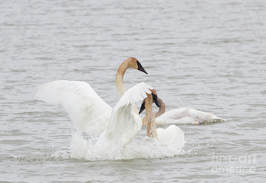 In your face - Trumpeter Swan series Photograph by Jeannette Hunt