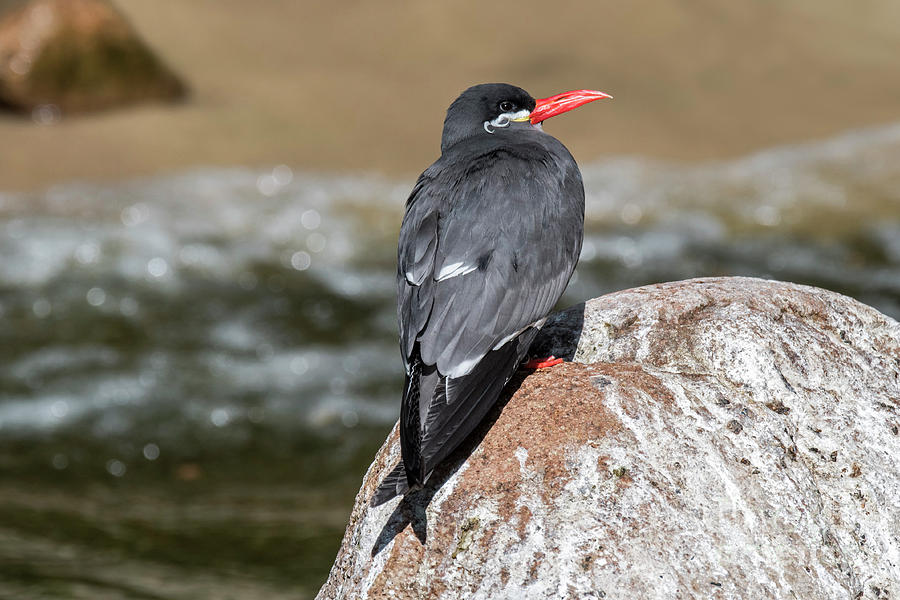 Inca Tern Photograph by Arterra Picture Library