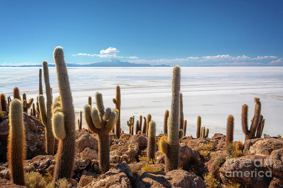 Incahuasi island in Salar de Uyuni, Bolivia Photograph by Delphimages Photo Creations