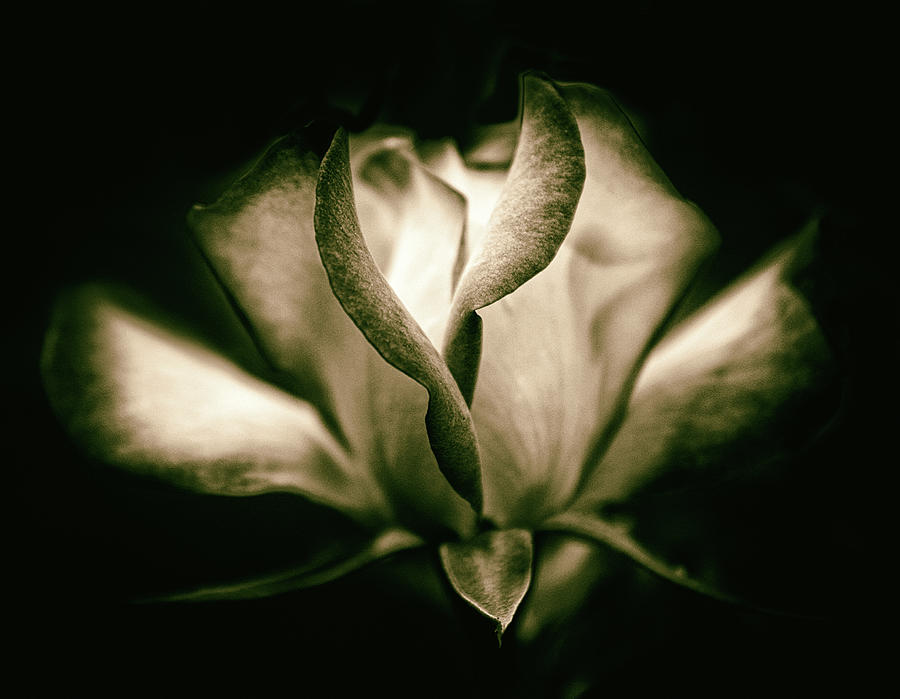 Incandescent Rose Photograph by Jessica Jenney