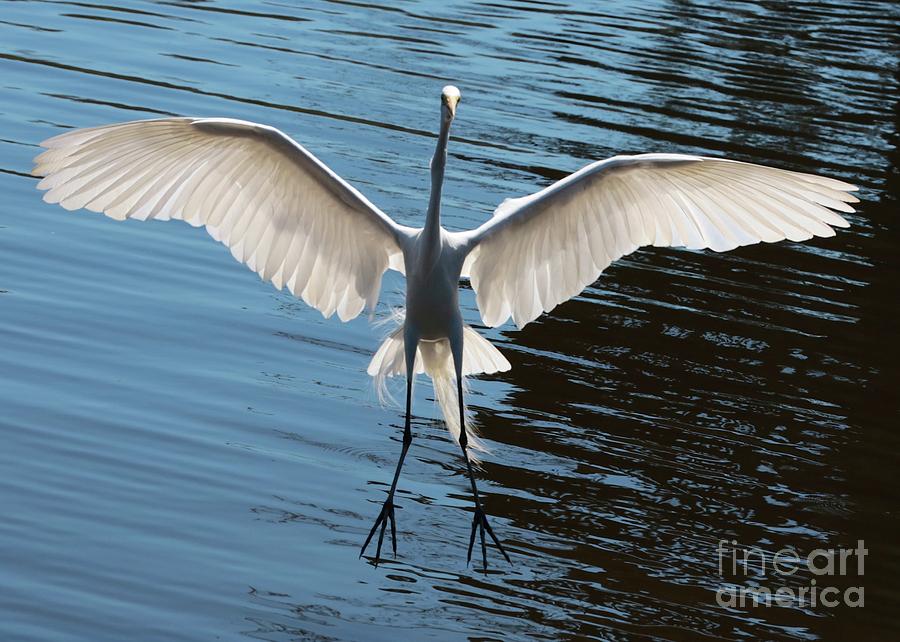 Incoming Great Egret Photograph by Carol Groenen