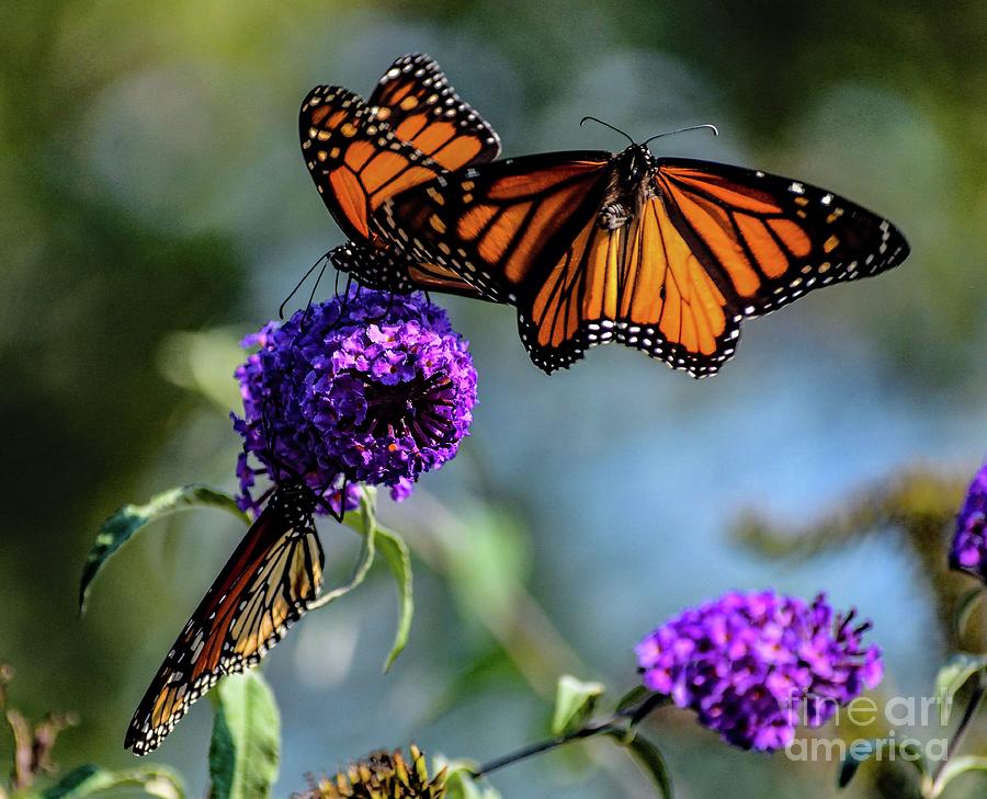 Wildlife Photograph - Incoming Monarch by Cindy Treger