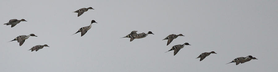 Incoming Pintails Photograph by Whispering Peaks Photography