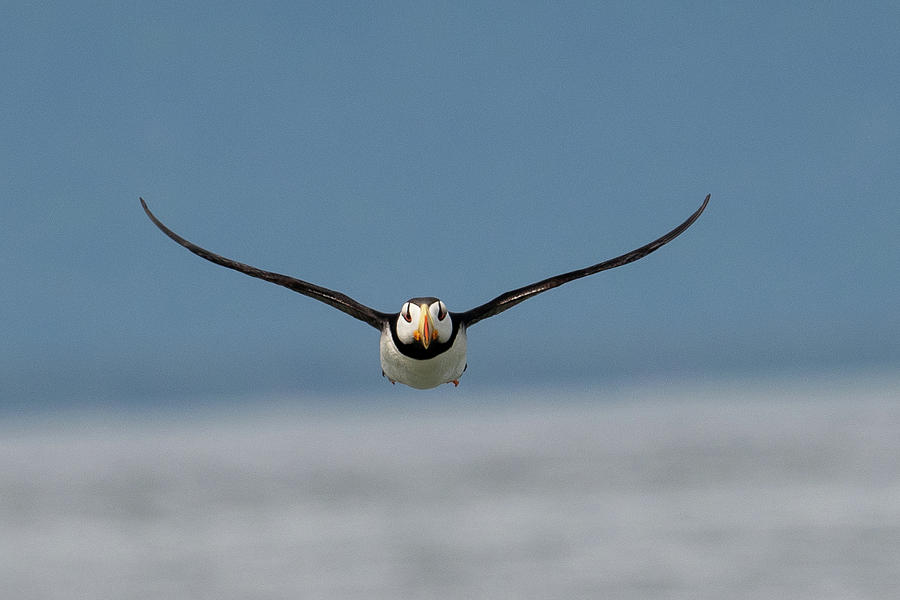 Incoming Puffin Photograph by Mark Hunter