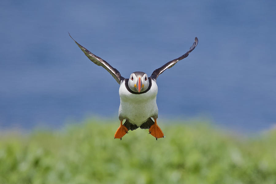 Puffin Photograph - Incoming Puffin by Ray Cooper
