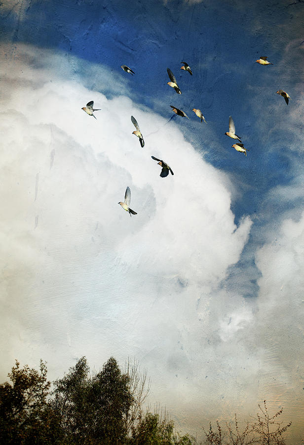 Incoming Storm And Flock Of Birds Photograph by Susangaryphotography