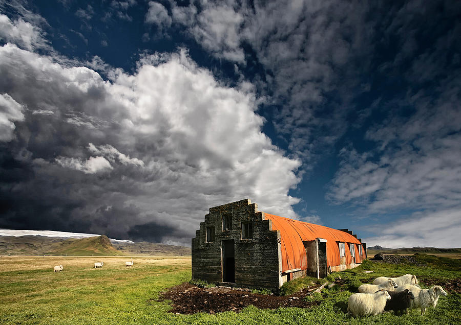 Sheep Photograph - Incoming Storm by orsteinn H. Ingibergsson