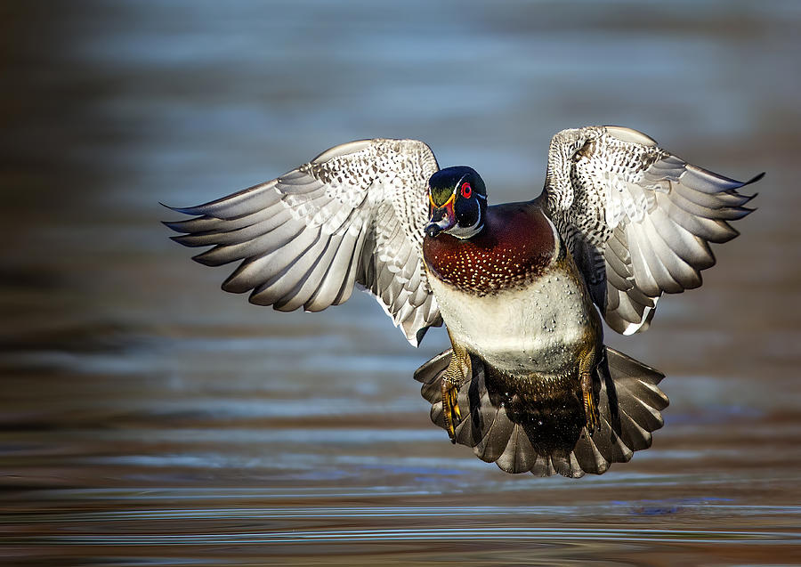 Incoming Wood Duck Photograph by Verdon