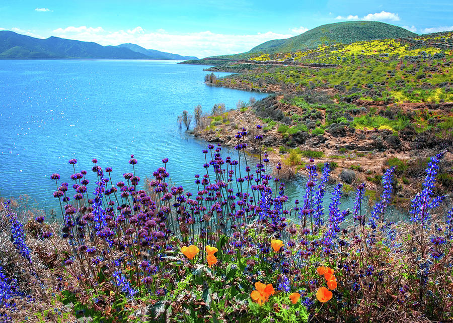Incredible Beauty at Diamond Valley Lake - Superbloom 2019 Photograph by Lynn Bauer