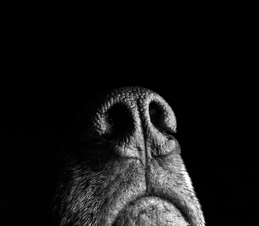 Incredibly Sensitive Nose Of A Dog Photograph by Digi guru