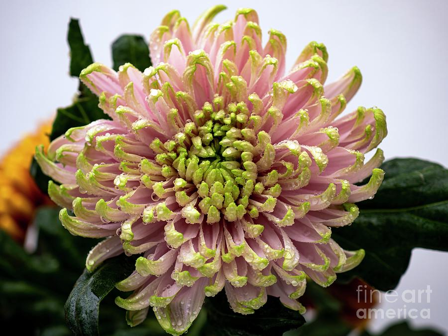 Incurve Chrysanthemum Sp. Flower Photograph by Ian Gowland/science Photo Library