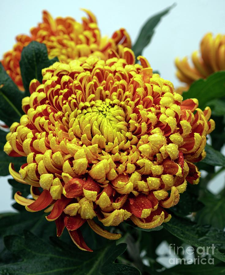 Incurve Chrysanthemum Sp. Flowers Photograph by Ian Gowland/science Photo Library