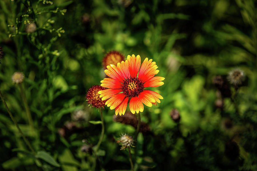 Indian Blanket Photograph by Doug Long