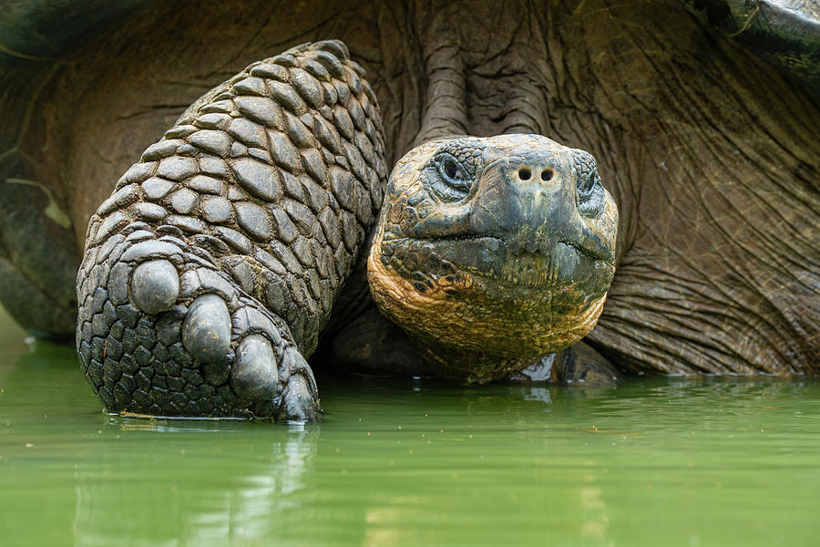 Indefatigable Island Tortoise At Wallow Photograph by Tui De Roy