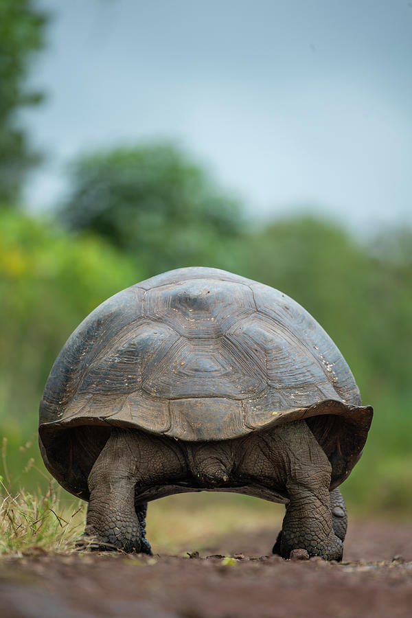 Indefatigable Island Tortoise Backside Photograph by Tui De Roy