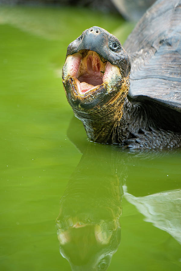 Indefatigable Island Tortoise Photograph by Tui De Roy