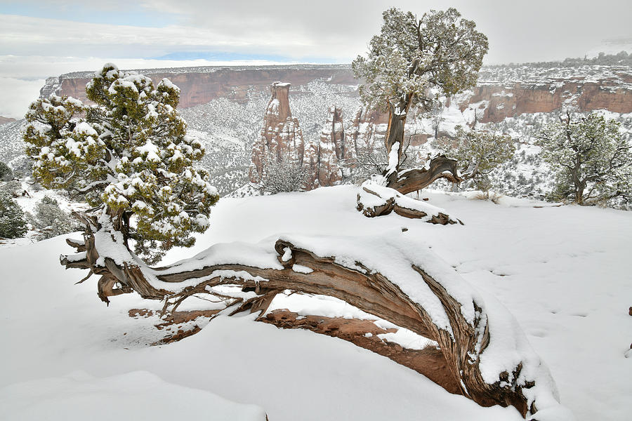 Independence Canyon of Colorado National Monument Photograph by Ray Mathis