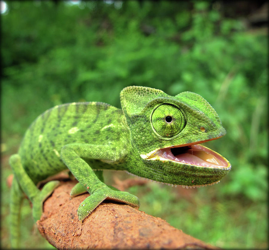 India. Chameleon Photograph by Lal