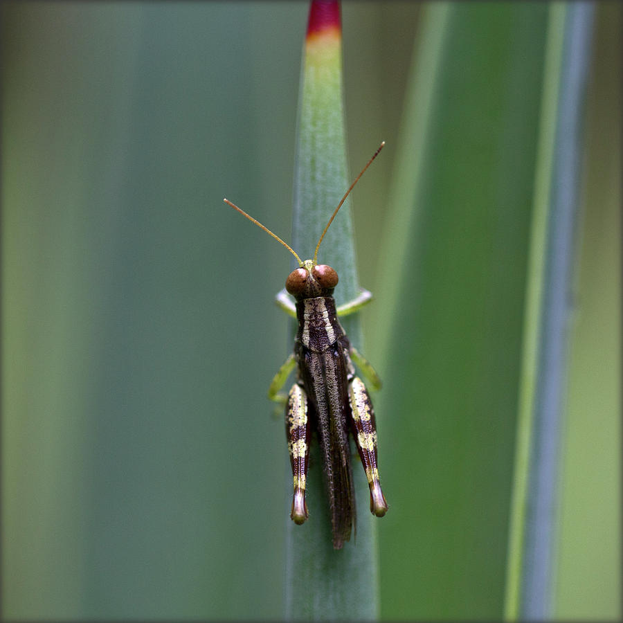 India. Grasshopper On Cactus Photograph by Lal