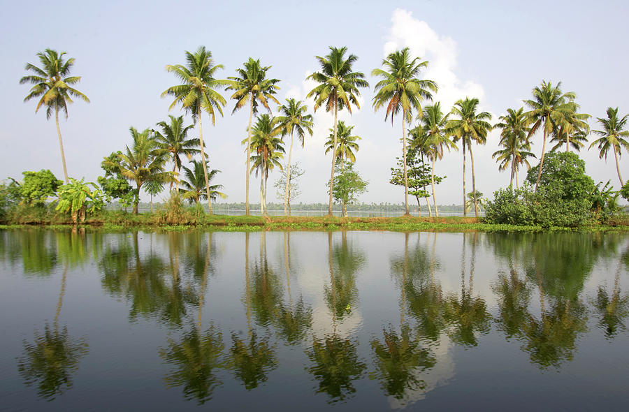 India, Kerala, Alappuzha, Palm Trees Photograph by Sydney James