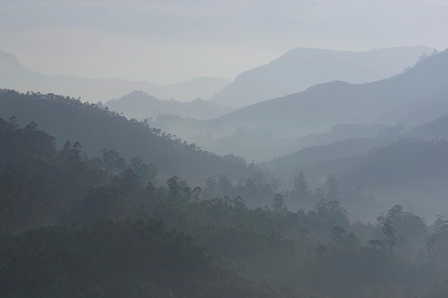 India, Kerala, Western Ghats Mts., Tea Photograph by Sydney James