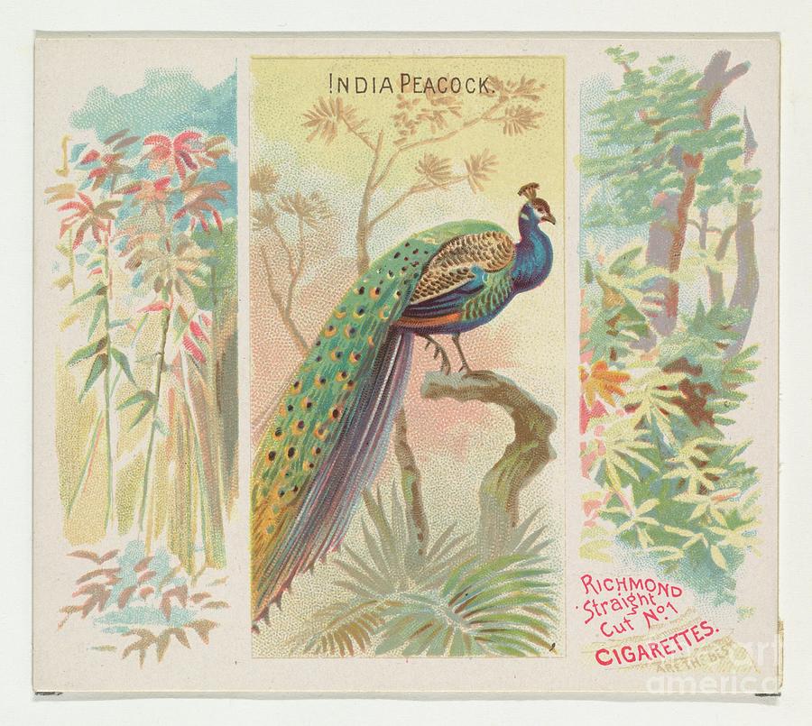 India Peacock Drawing by Heritage Images