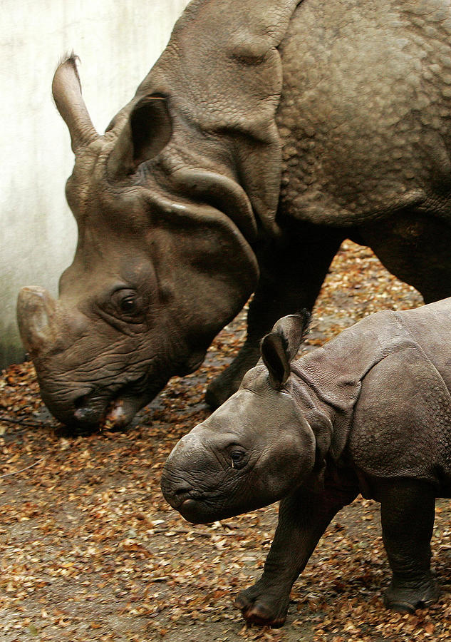 Indian Baby Rhino Walks Photograph By Francois Lenoir - Fine Art America