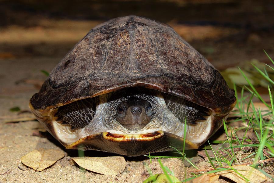 Indian Black Turtle Drawing by Ephotocorp - Fine Art America