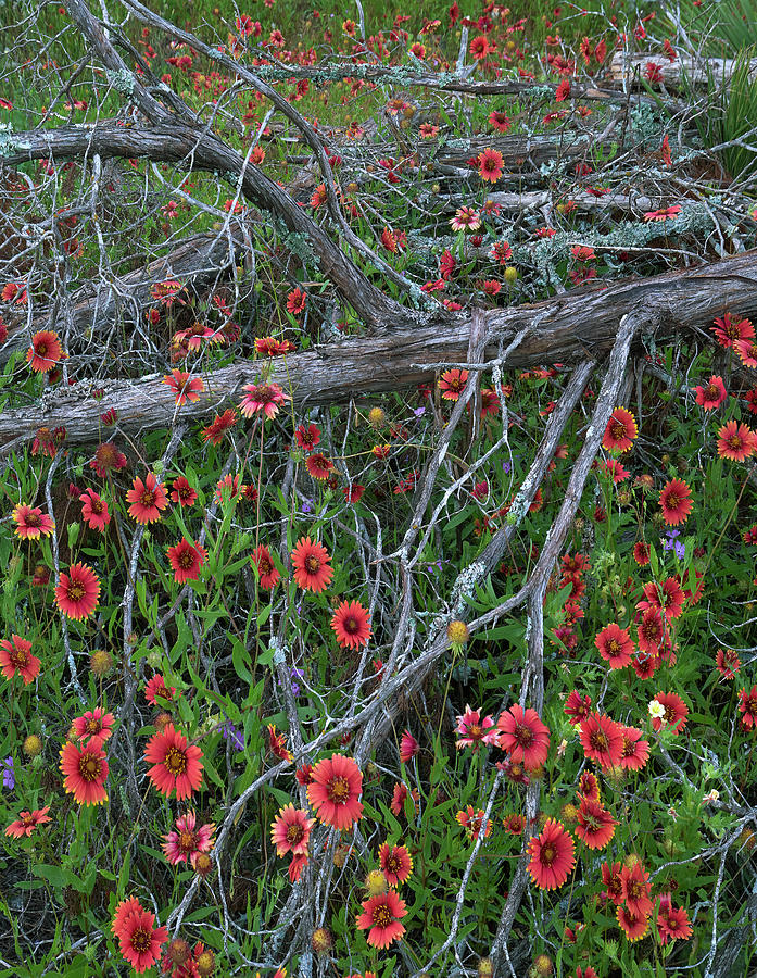 Indian Blanket And Dead Juniper Tree, Inks Lake State Park, Texas Photograph by Tim Fitzharris