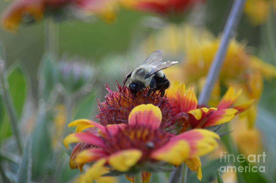 Insects Photograph - Indian Blanket Bee by Maria Urso