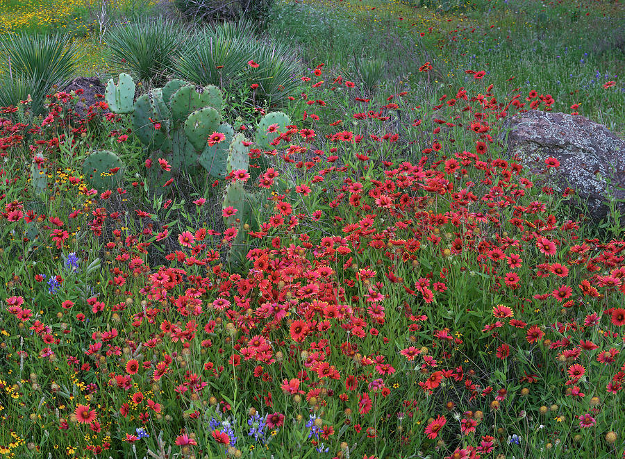 Indian Blanket Flowers And Opuntia, Inks Lake State Park, Texas Photograph by Tim Fitzharris