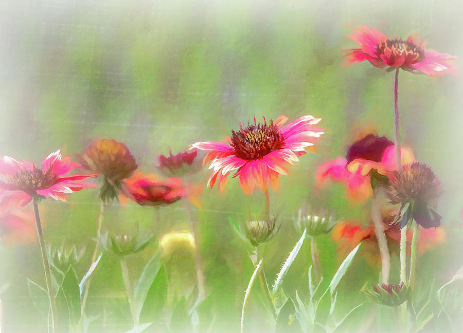 Indian Blanket The Oklahoma State Wildflower - Painterly Photograph