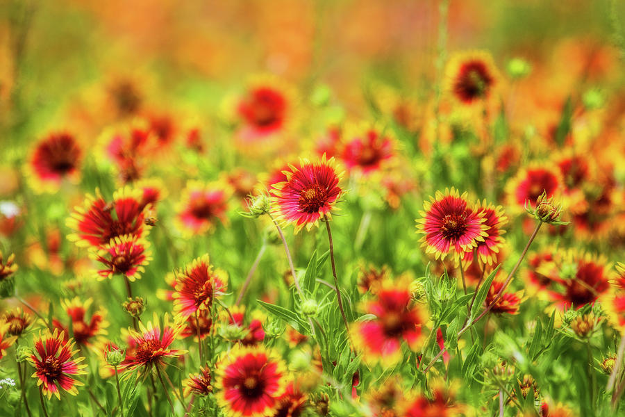 Indian Blankets Photograph by Ronnie Prcin