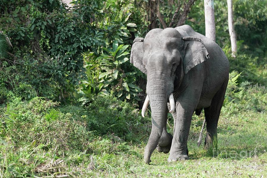 Indian Bull Elephant In Musth Photograph by Dr P. Marazzi/science Photo