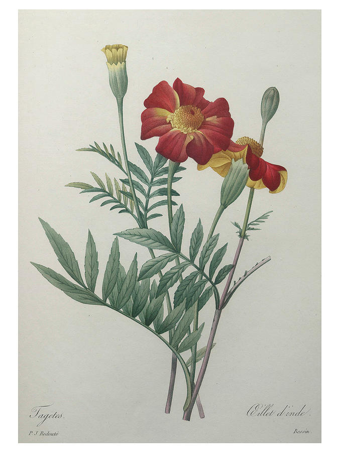 Indian Carnation Painting by Pierre-Joseph  Redoute