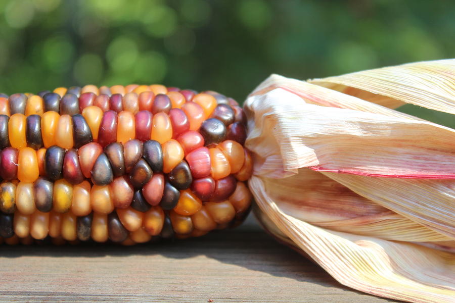 Indian Cob 8 Photograph by Cathy Lindsey | Fine Art America