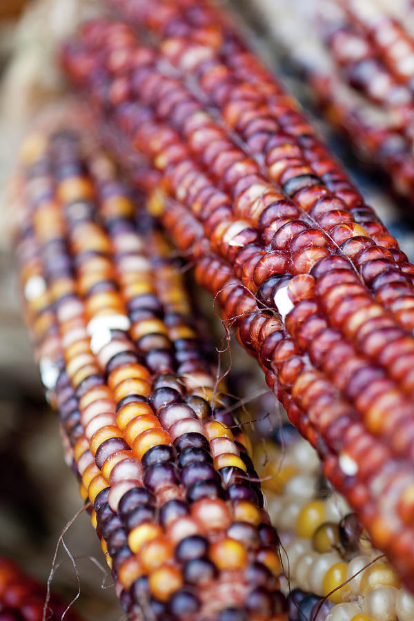 New York City Photograph - Indian Corn by Brian Yarvin
