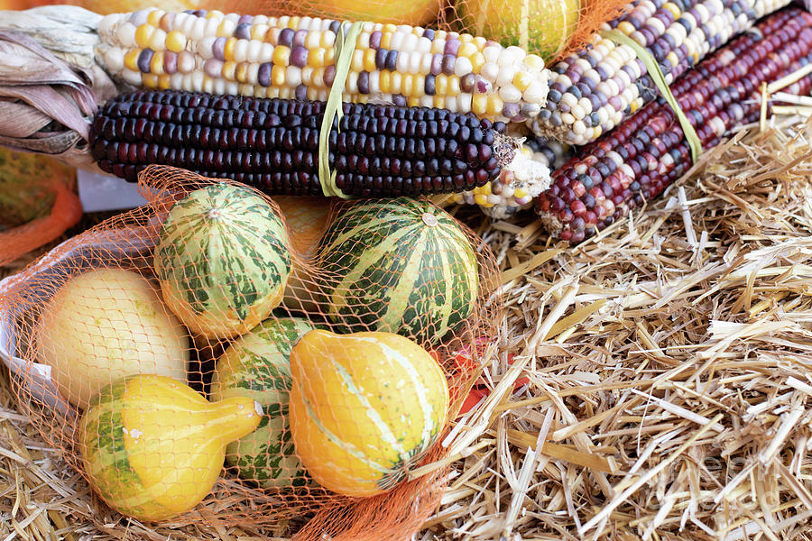 Indian Corn With Gourds Photograph by Bruce VanLoon - Fine Art America