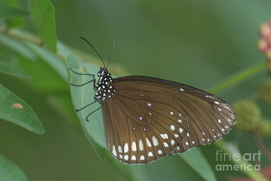 Indian Crow Butterfly 3 by Steve Edwards Indian Crow Butterfly 3 by Steve Edwards