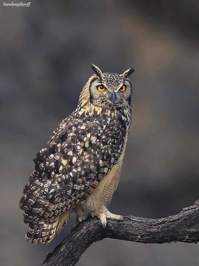 Indian Eagle Owl Photograph by Sandeep Shroff