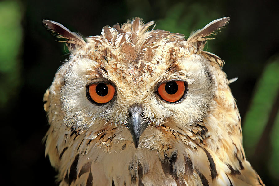 Indian Eagle Owl Photograph by Tier Und Naturfotografie J Und C Sohns