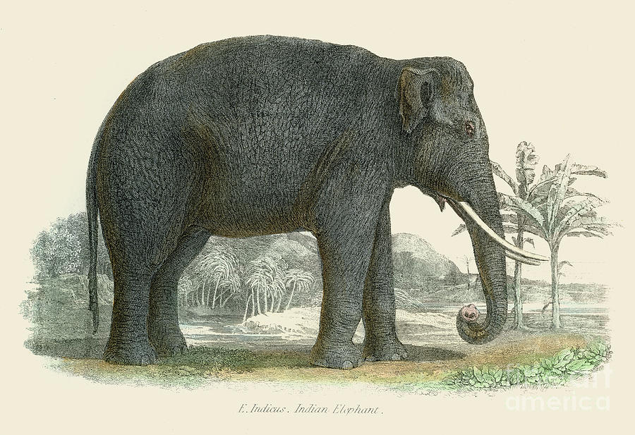 Indian Elephant Illustration 1803 Digital Art by Thepalmer