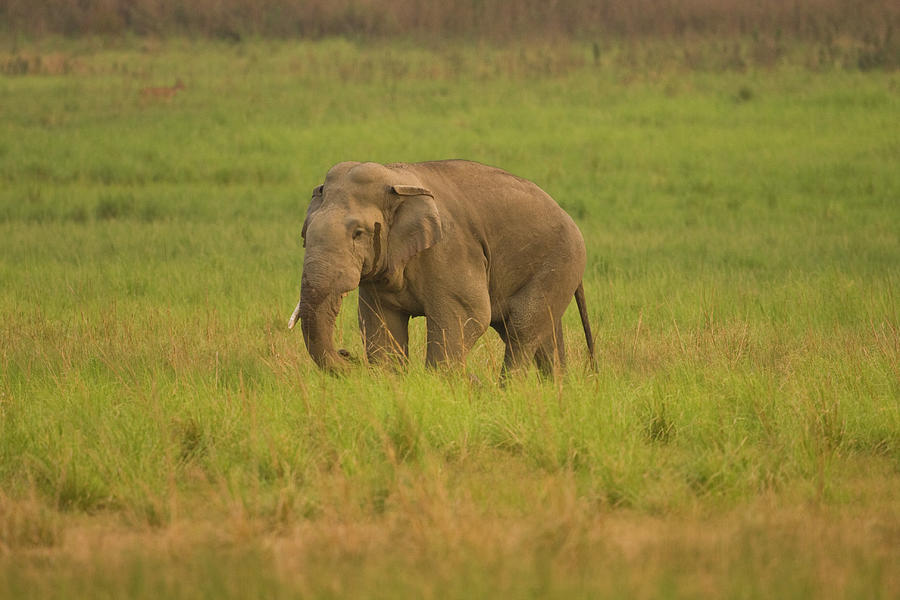 Indian Elephant In Musth Or Rut Photograph by Ab Apana