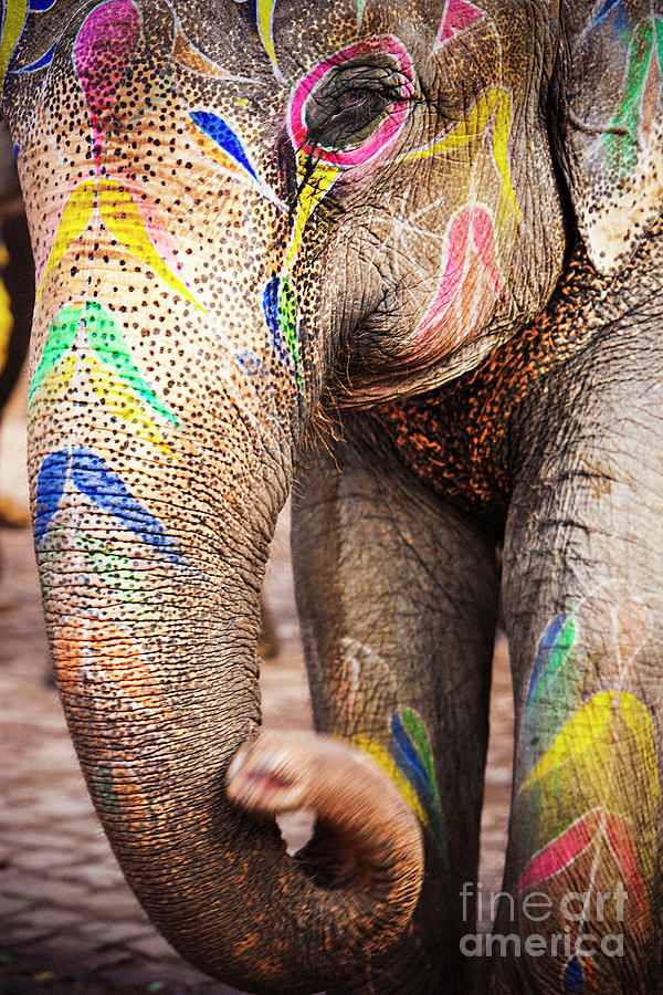 Indian Elephant Painted Photograph by Xavierarnau
