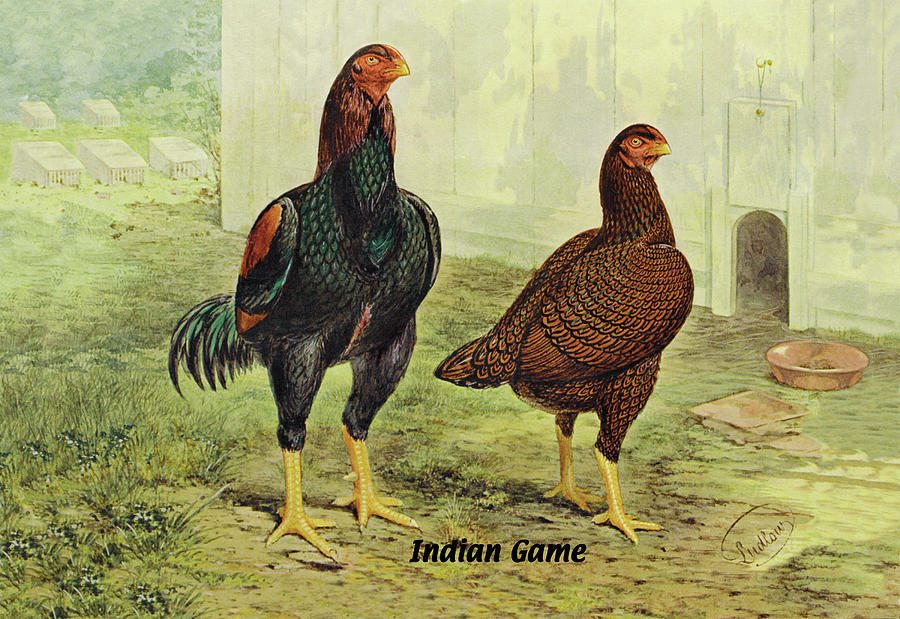 Indian Game (Chickens) Painting by J.W. Ludlow - Fine Art America